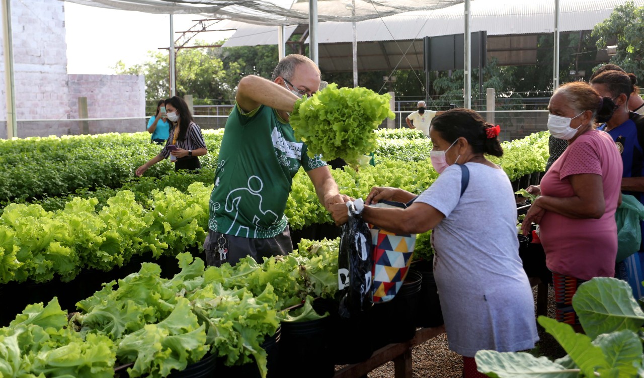 imagem interna de uma horta social